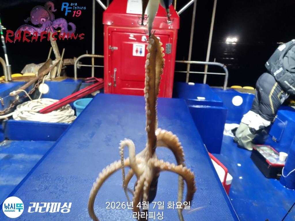 낚시뚜,낙지,돌문어,속천항(진해),라라피싱,낚시뚜3
