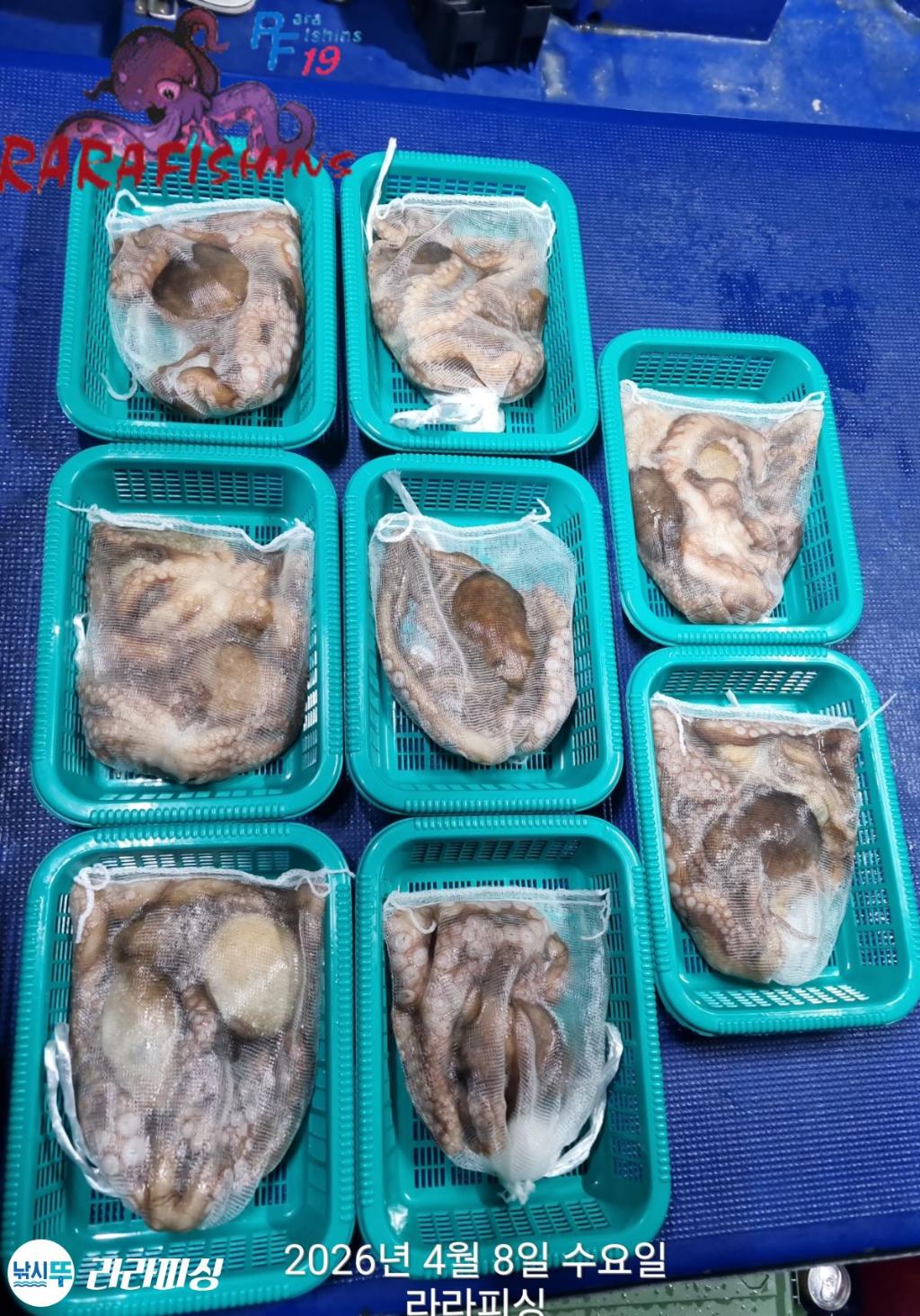 낚시뚜,낙지,돌문어,속천항(진해),라라피싱,낚시뚜1