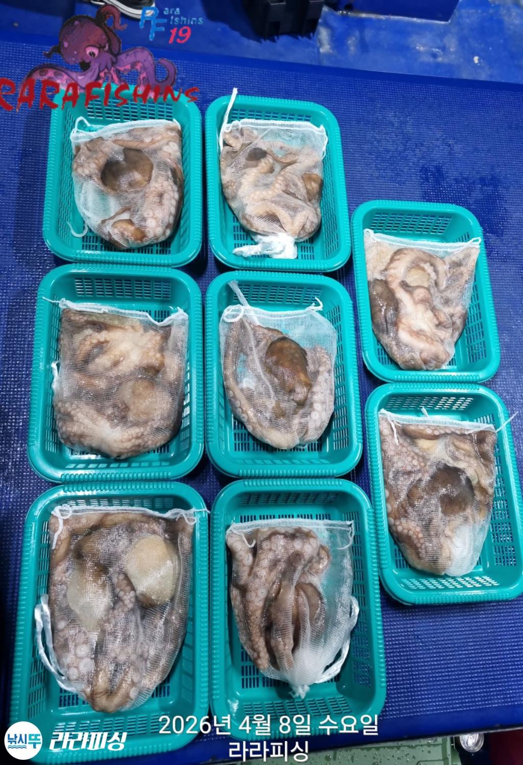 낚시뚜,낙지,돌문어,속천항(진해),라라피싱,낚시뚜0