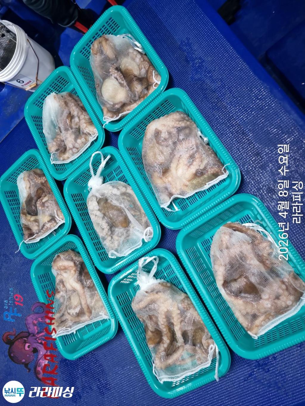 낚시뚜,낙지,돌문어,속천항(진해),라라피싱,낚시뚜17