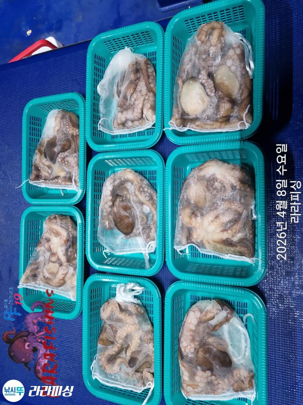 낚시뚜,낙지,돌문어,속천항(진해),라라피싱,낚시뚜13