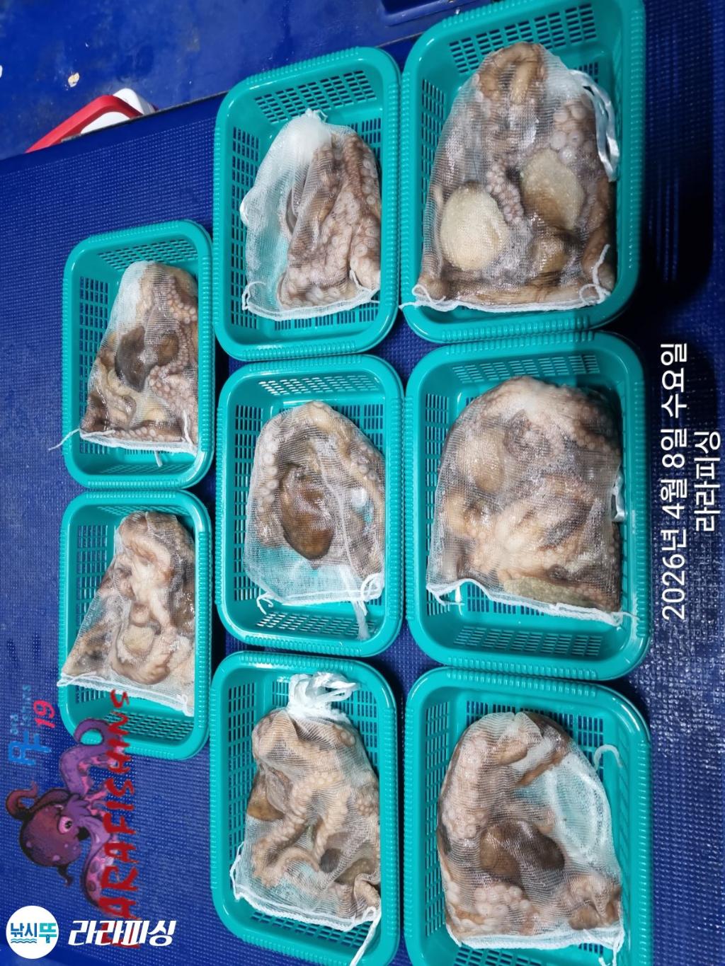 낚시뚜,낙지,돌문어,속천항(진해),라라피싱,낚시뚜12