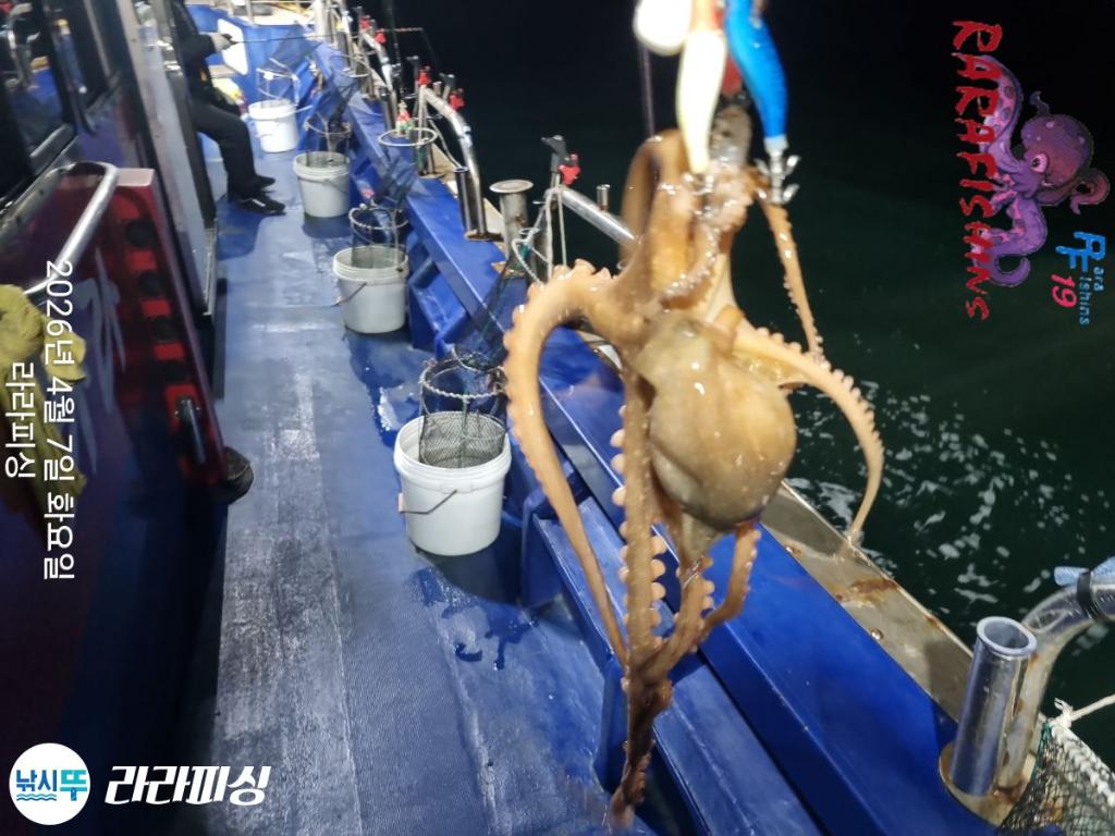 낚시뚜,낙지,돌문어,속천항(진해),라라피싱,낚시뚜6