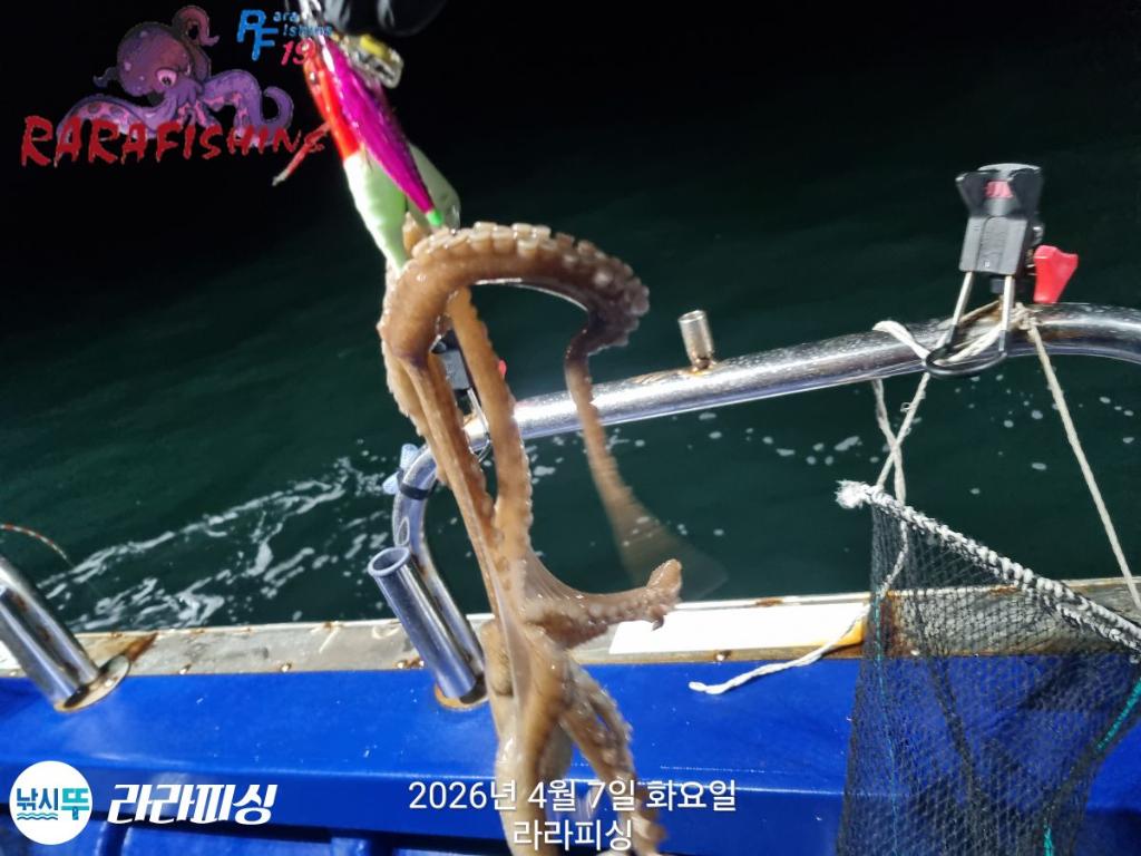 낚시뚜,낙지,돌문어,속천항(진해),라라피싱,낚시뚜4