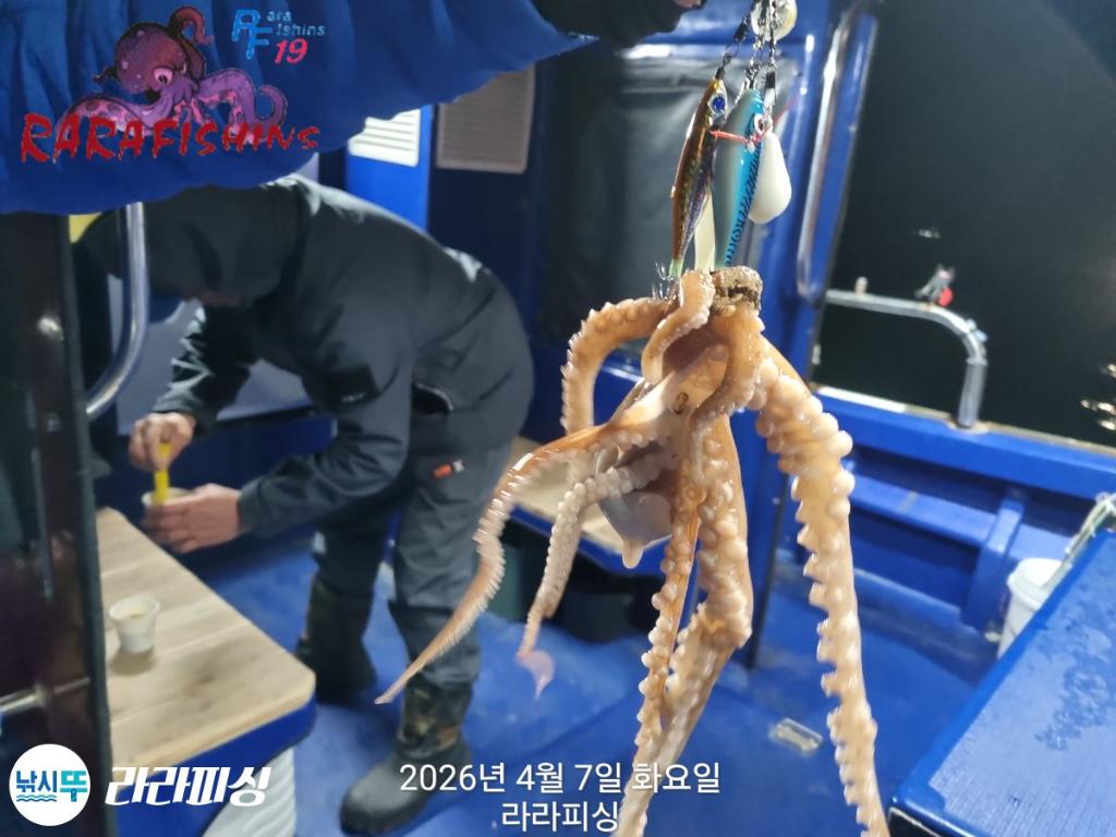 낚시뚜,낙지,돌문어,속천항(진해),라라피싱,낚시뚜3