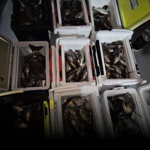 조황, 볼락조황 굿~오늘저녁 출조확정