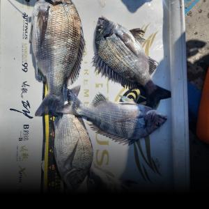 조황, 신지 신바다 47.42cm외