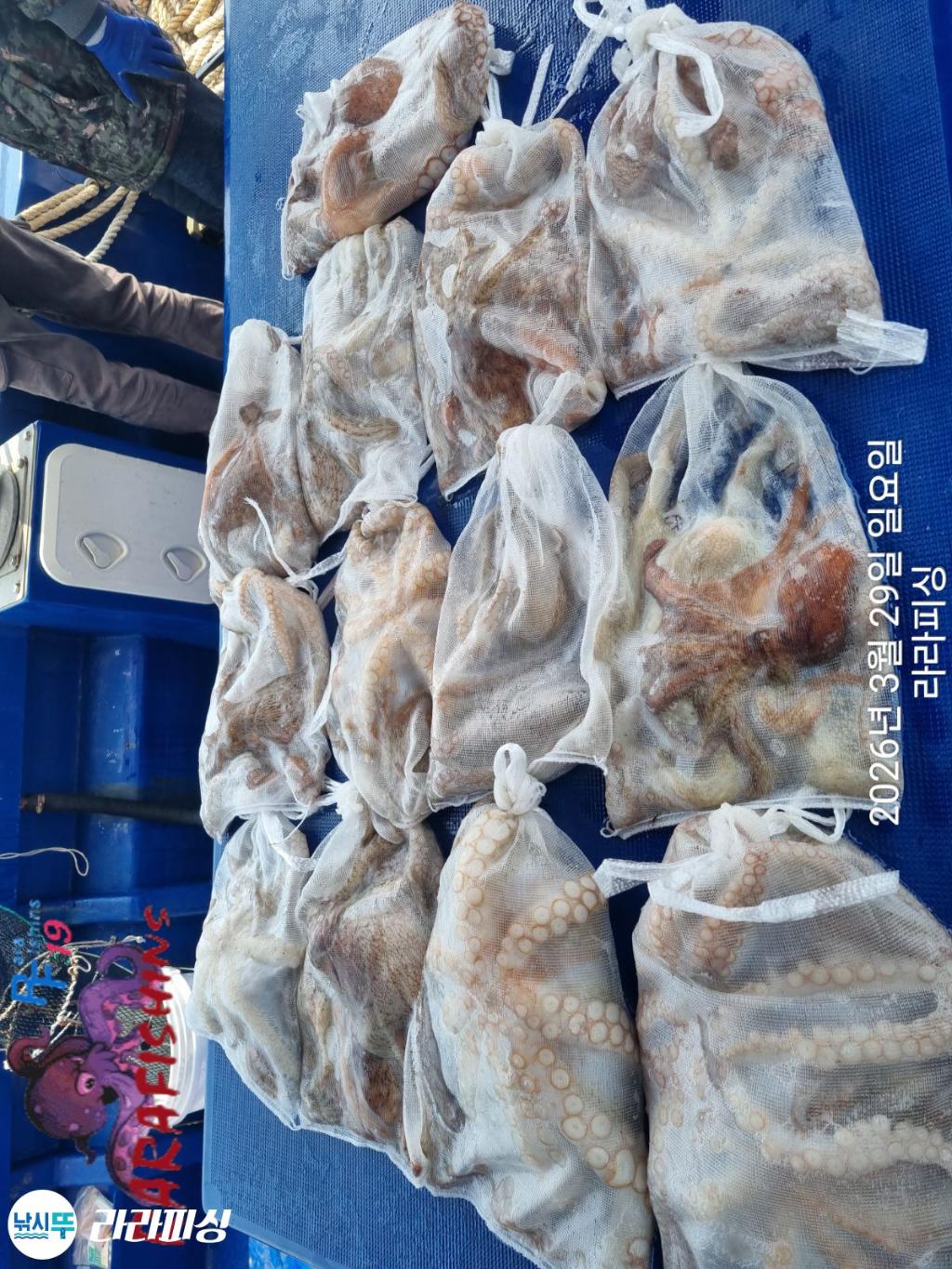 낚시뚜,낙지,돌문어,속천항(진해),라라피싱,낚시뚜33