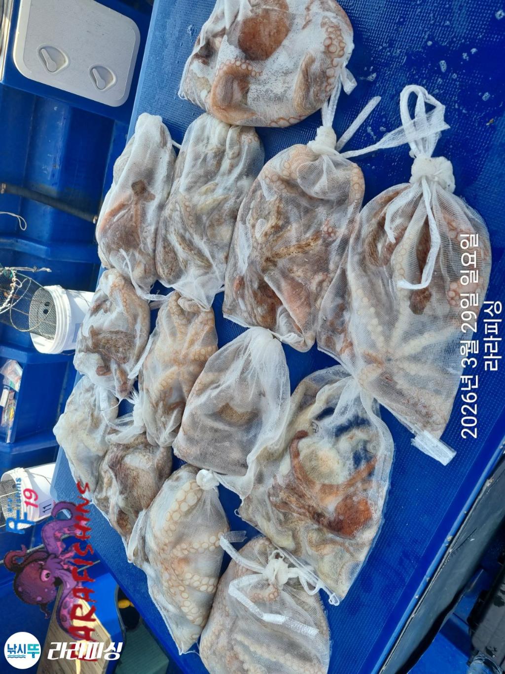 낚시뚜,낙지,돌문어,속천항(진해),라라피싱,낚시뚜31