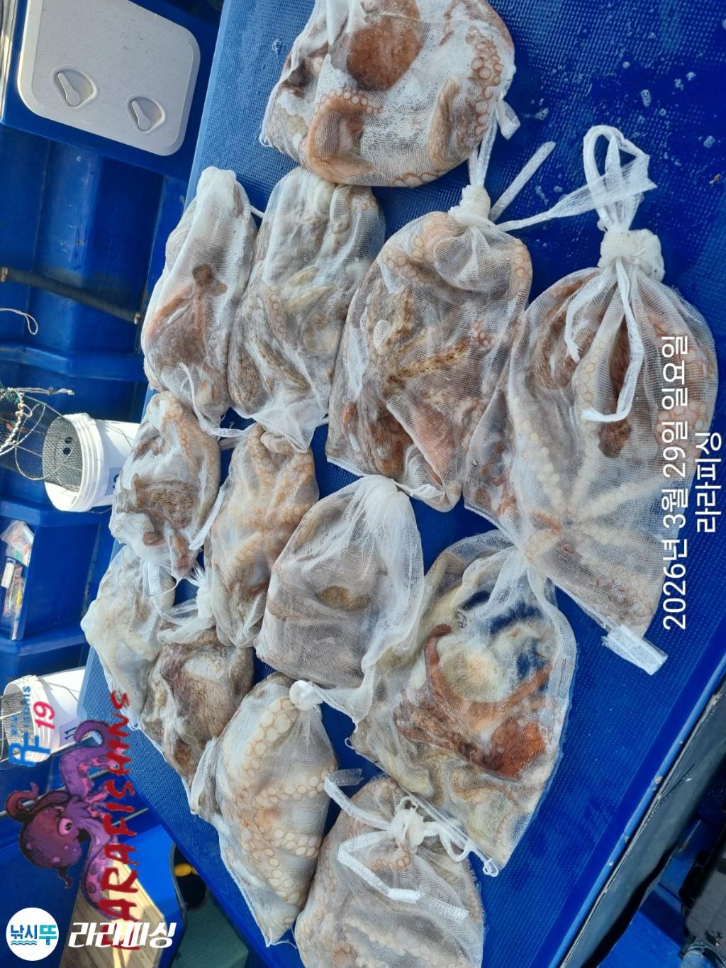 낚시뚜,낙지,돌문어,속천항(진해),라라피싱,낚시뚜30
