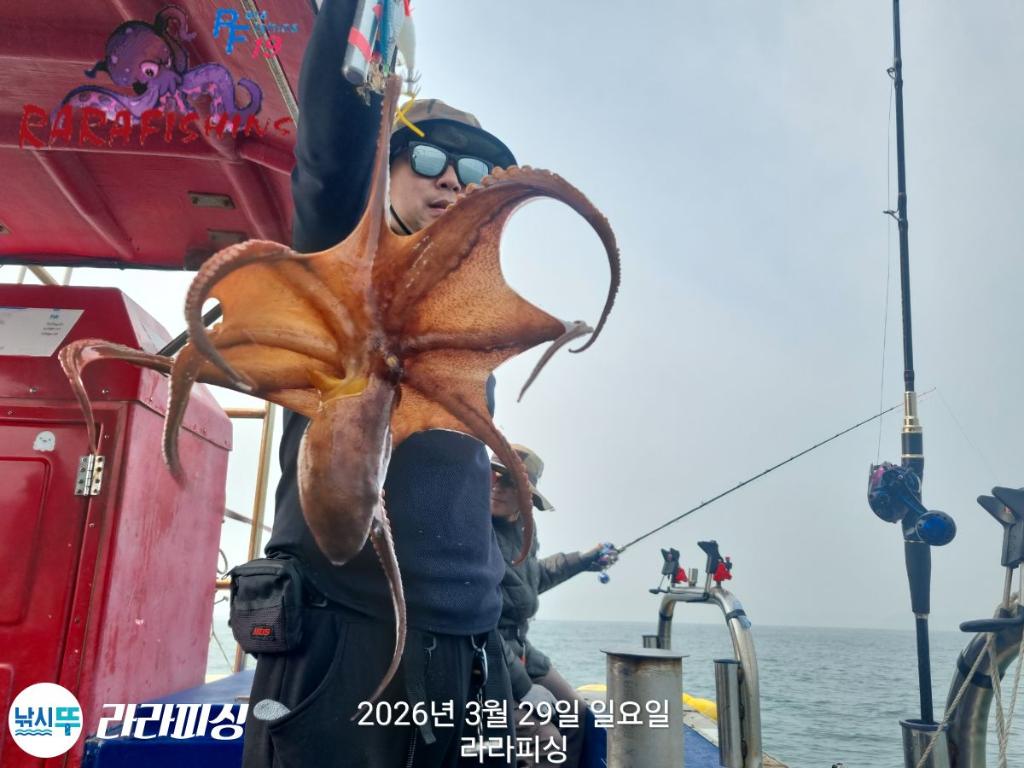낚시뚜,낙지,돌문어,속천항(진해),라라피싱,낚시뚜25