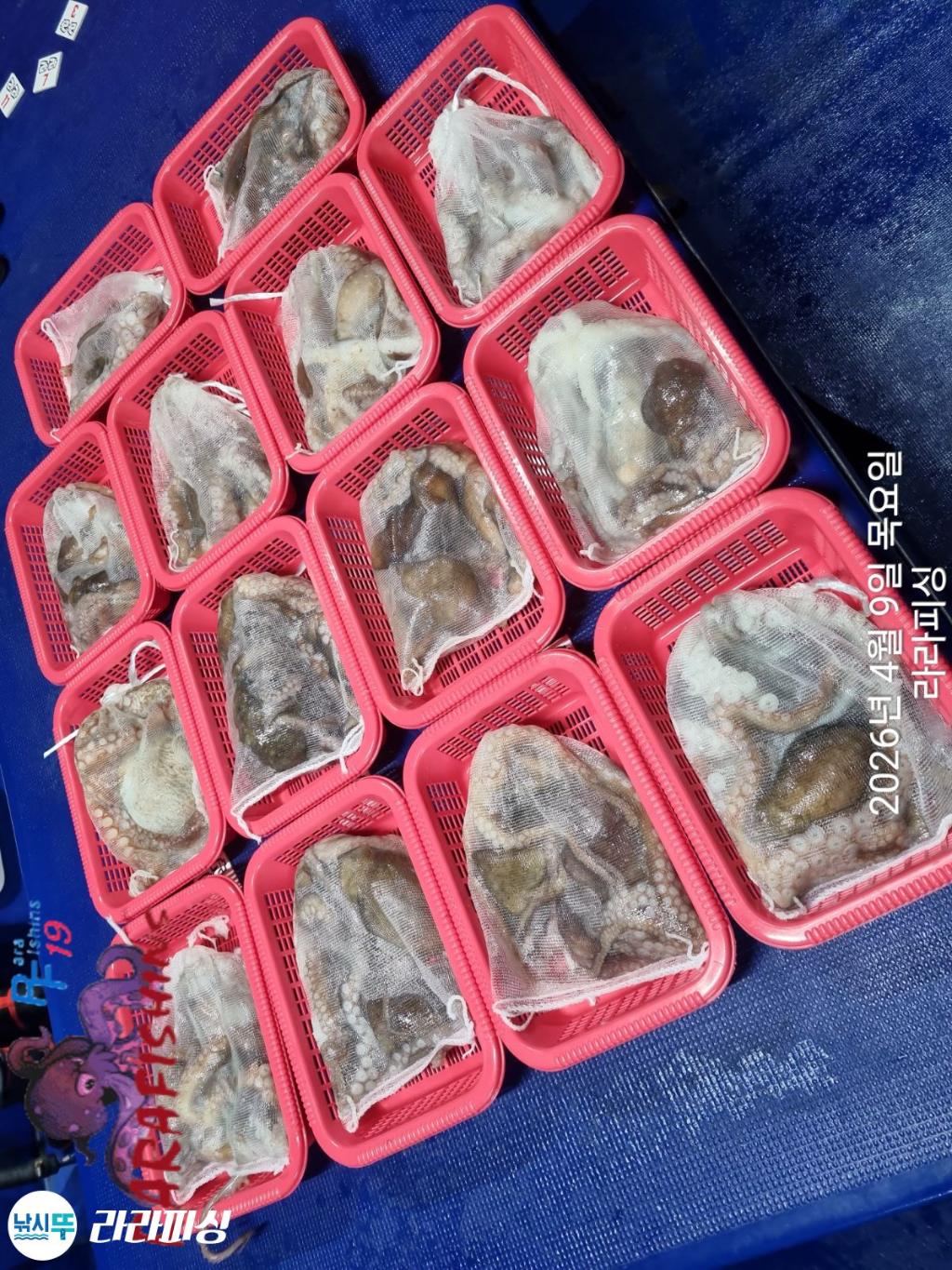 낚시뚜,낙지,돌문어,속천항(진해),라라피싱,낚시뚜17
