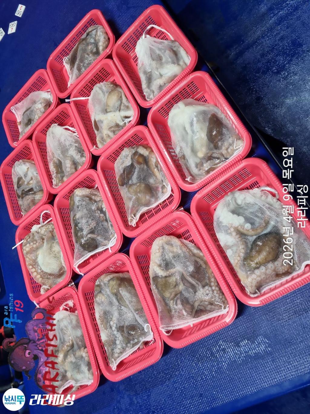 낚시뚜,낙지,돌문어,속천항(진해),라라피싱,낚시뚜16