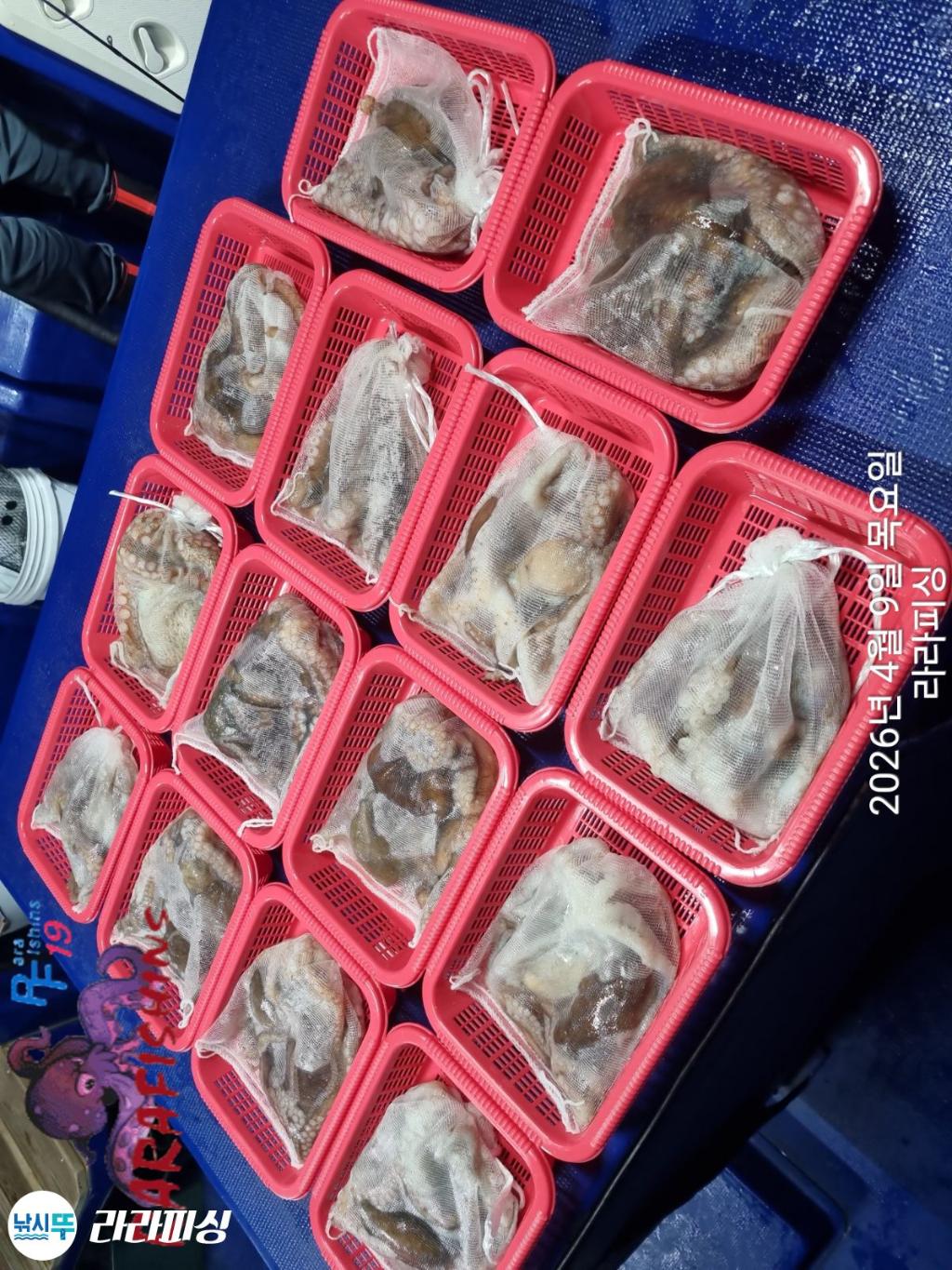 낚시뚜,낙지,돌문어,속천항(진해),라라피싱,낚시뚜15