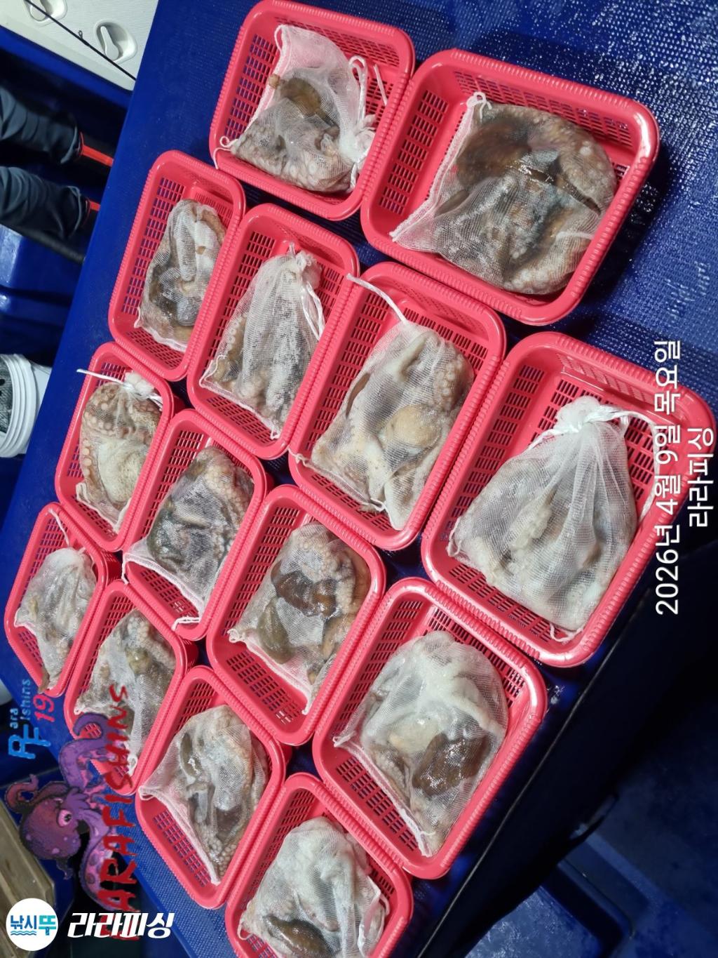 낚시뚜,낙지,돌문어,속천항(진해),라라피싱,낚시뚜14
