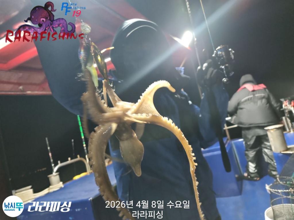 낚시뚜,낙지,돌문어,속천항(진해),라라피싱,낚시뚜10