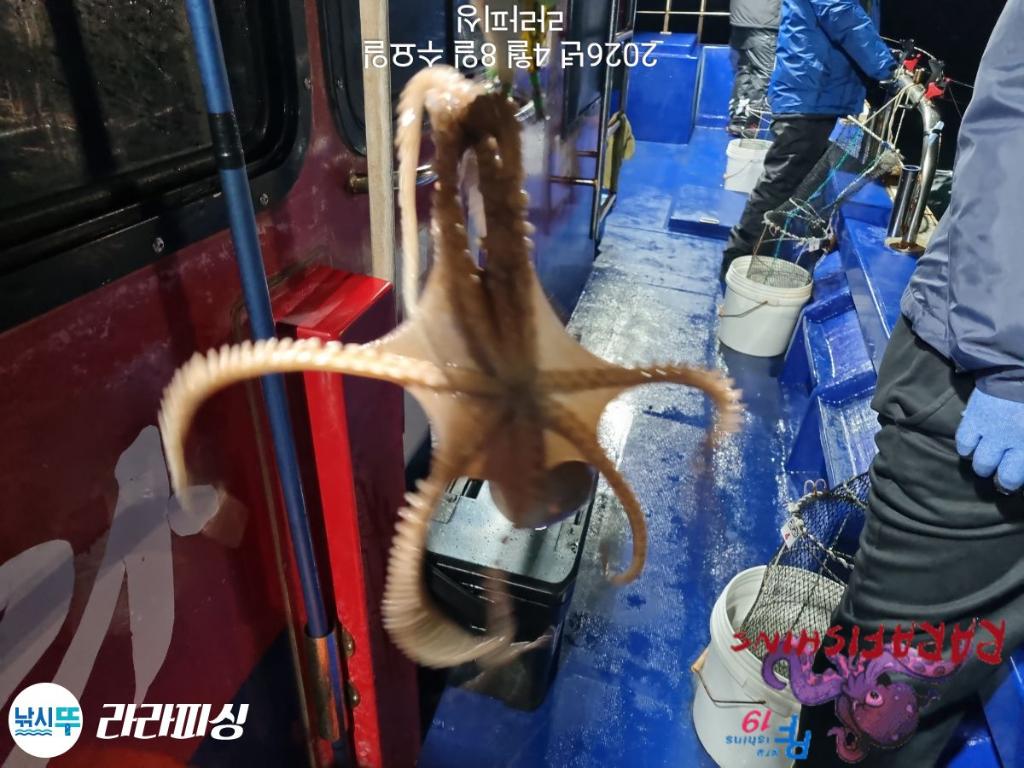 낚시뚜,낙지,돌문어,속천항(진해),라라피싱,낚시뚜9