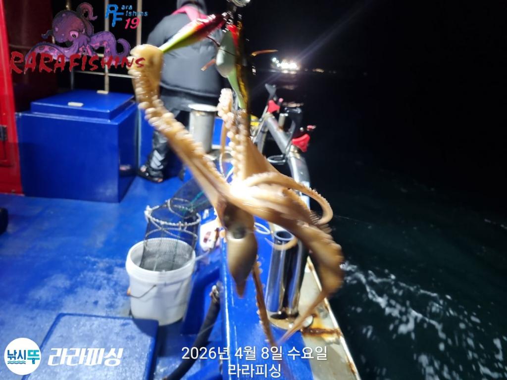 낚시뚜,낙지,돌문어,속천항(진해),라라피싱,낚시뚜7