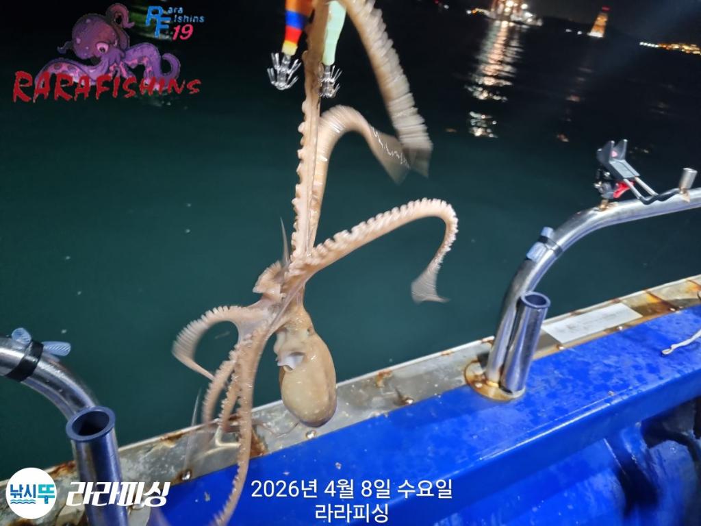 낚시뚜,낙지,돌문어,속천항(진해),라라피싱,낚시뚜5