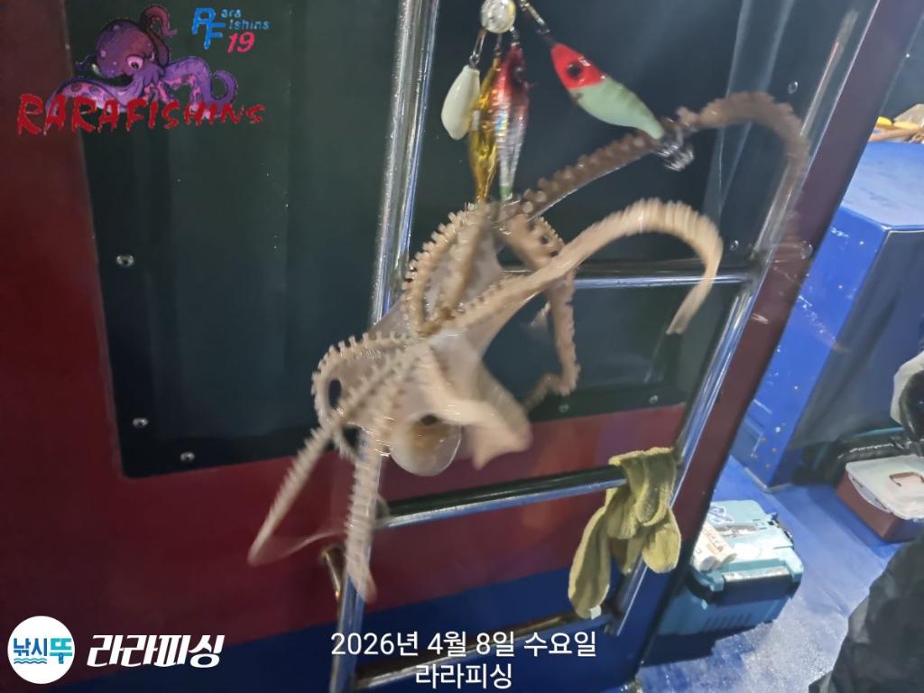 낚시뚜,낙지,돌문어,속천항(진해),라라피싱,낚시뚜3