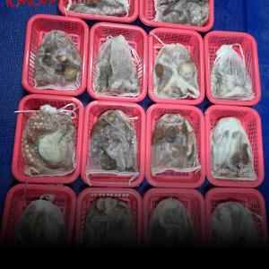 조황, (야간낙지) 금.토.일.쭉욱 예약가능 (주간문어)토.일.예약중 