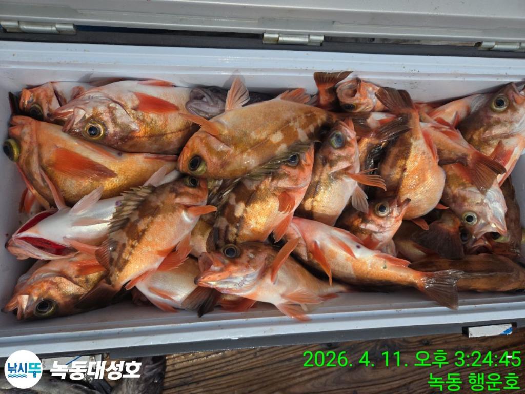 낚시뚜,우럭,열기,녹동항,녹동대성호,낚시뚜52