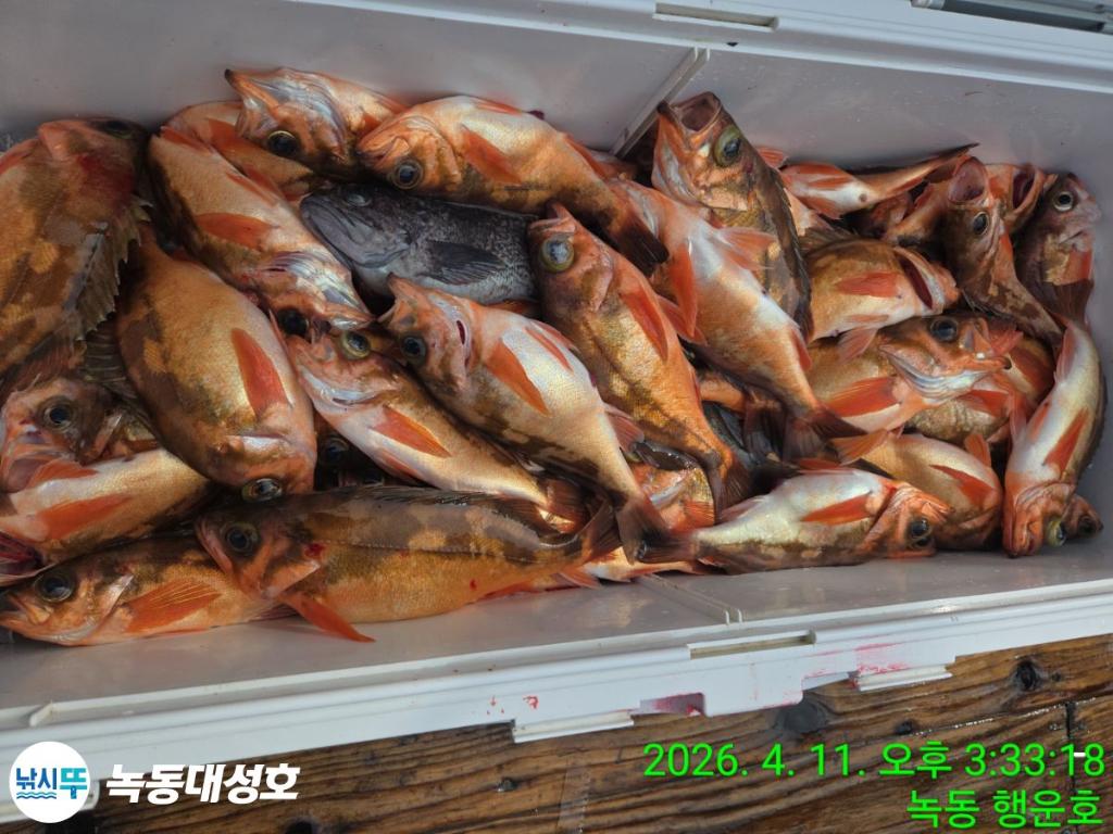 낚시뚜,우럭,열기,녹동항,녹동대성호,낚시뚜51