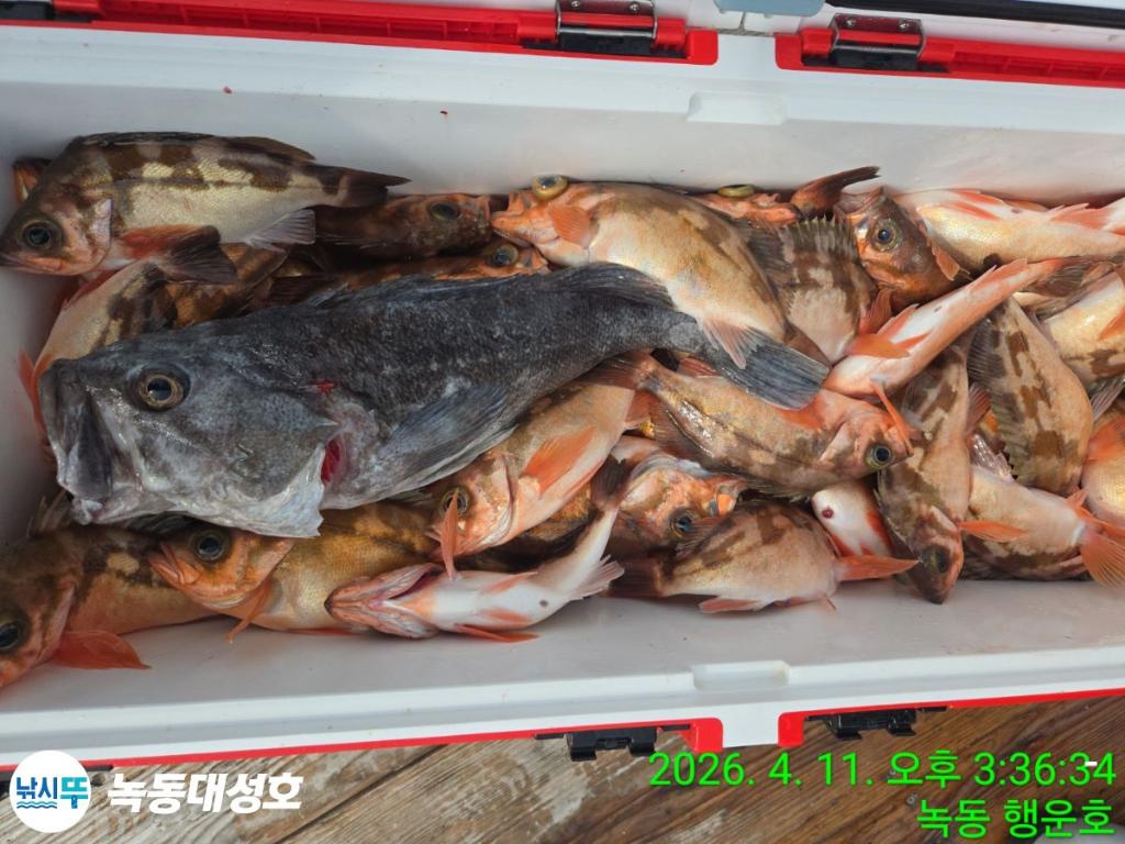 낚시뚜,우럭,열기,녹동항,녹동대성호,낚시뚜50