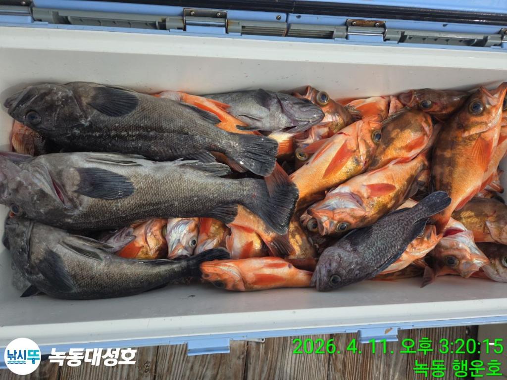 낚시뚜,우럭,열기,녹동항,녹동대성호,낚시뚜49