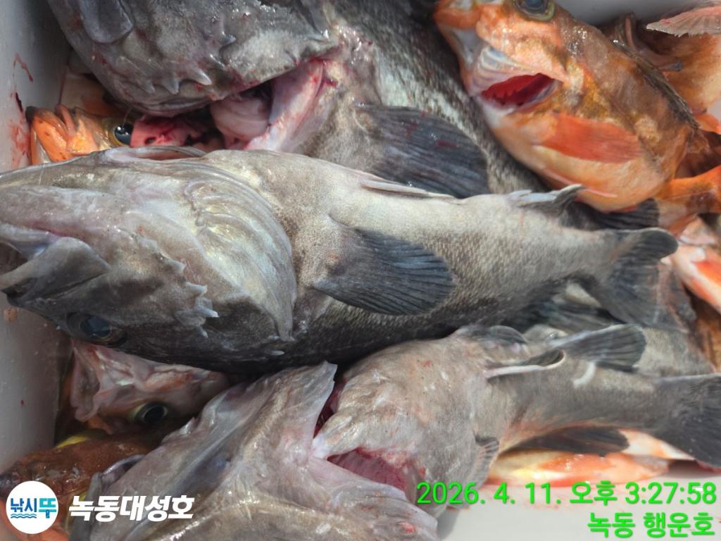 낚시뚜,우럭,열기,녹동항,녹동대성호,낚시뚜48