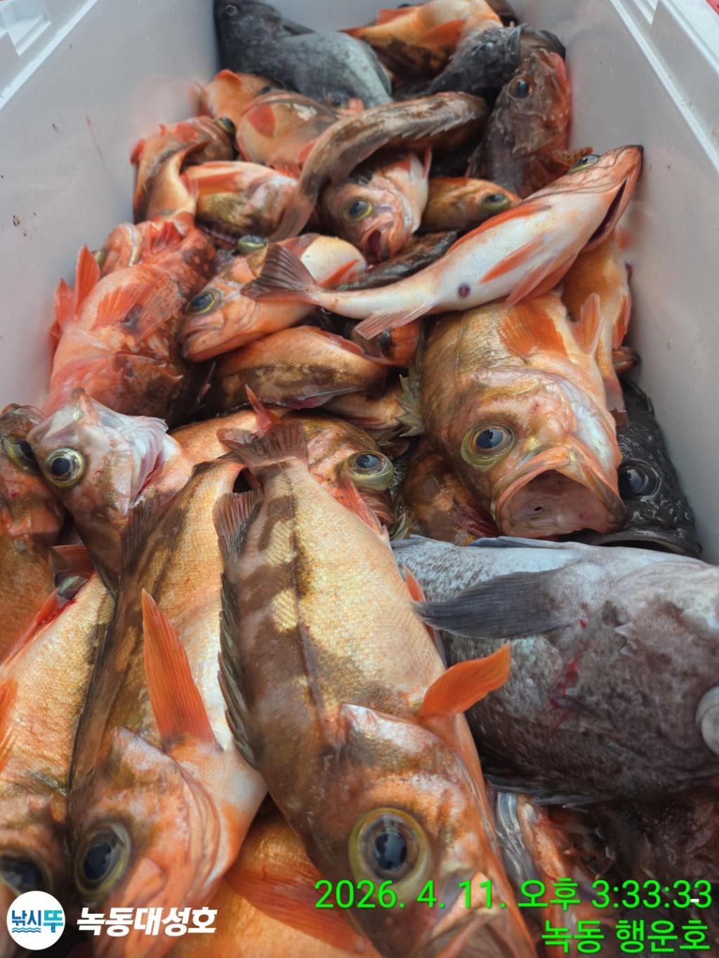 낚시뚜,우럭,열기,녹동항,녹동대성호,낚시뚜47