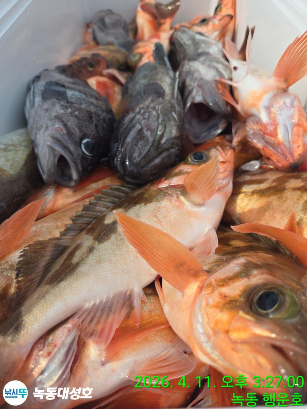 낚시뚜,우럭,열기,녹동항,녹동대성호,낚시뚜46