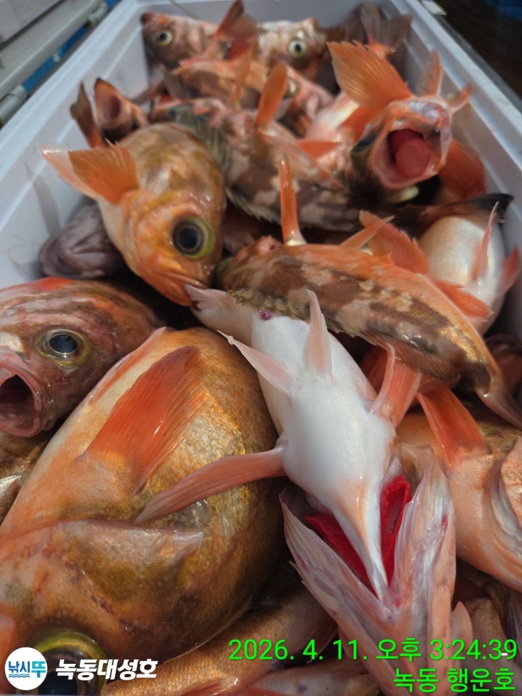 낚시뚜,우럭,열기,녹동항,녹동대성호,낚시뚜45