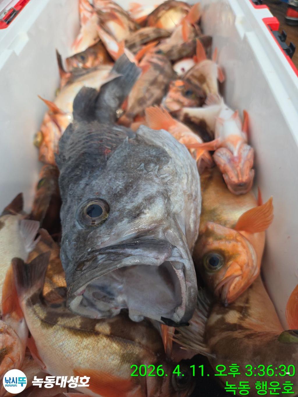 낚시뚜,우럭,열기,녹동항,녹동대성호,낚시뚜44