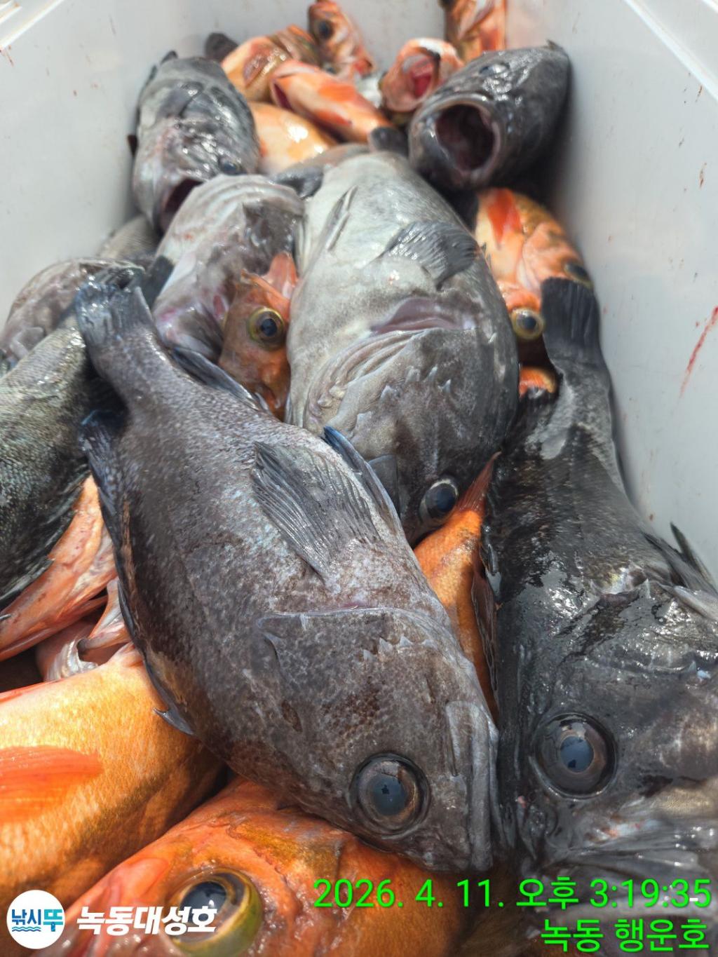 낚시뚜,우럭,열기,녹동항,녹동대성호,낚시뚜43