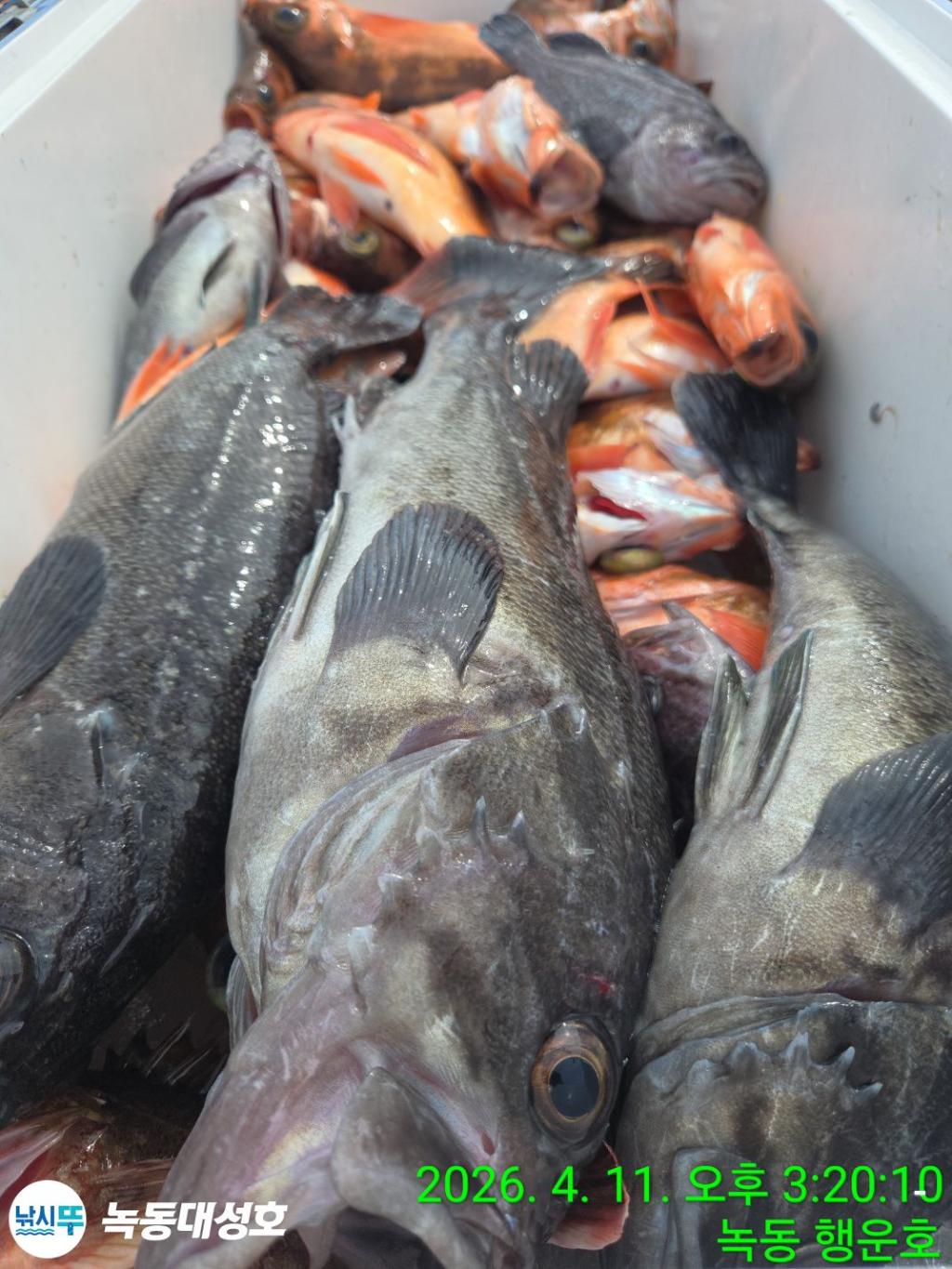 낚시뚜,우럭,열기,녹동항,녹동대성호,낚시뚜42