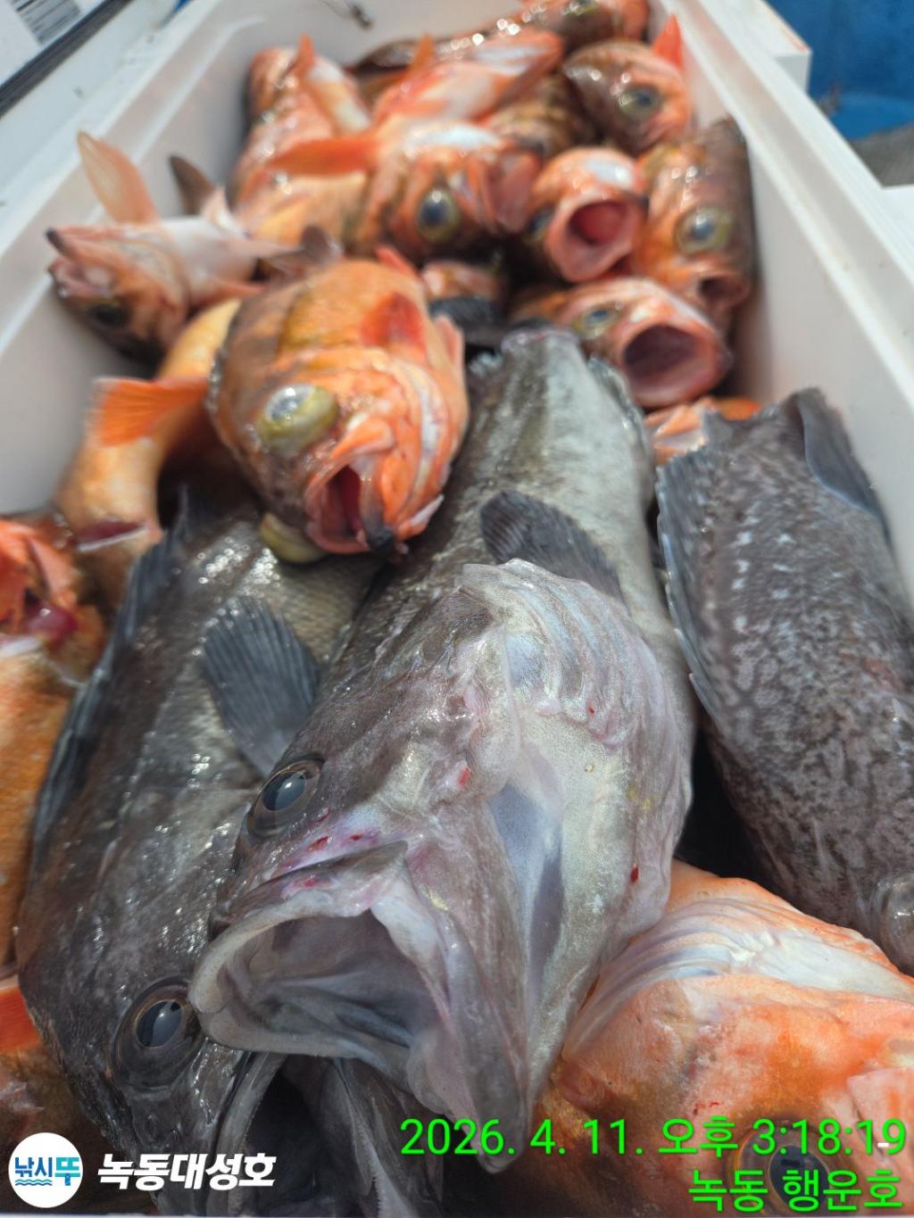 낚시뚜,우럭,열기,녹동항,녹동대성호,낚시뚜41