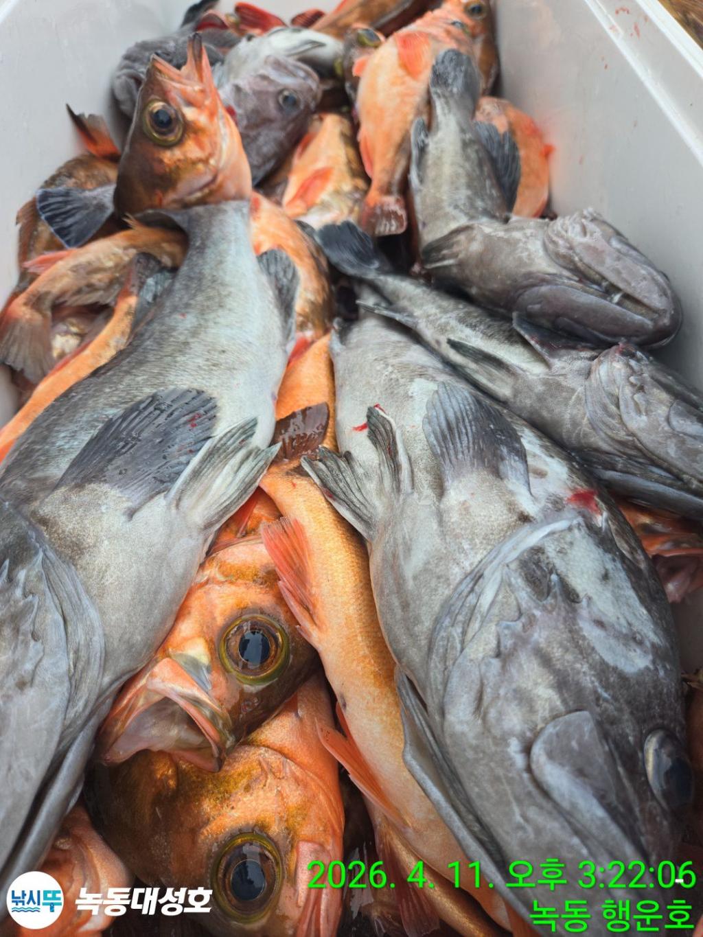 낚시뚜,우럭,열기,녹동항,녹동대성호,낚시뚜40