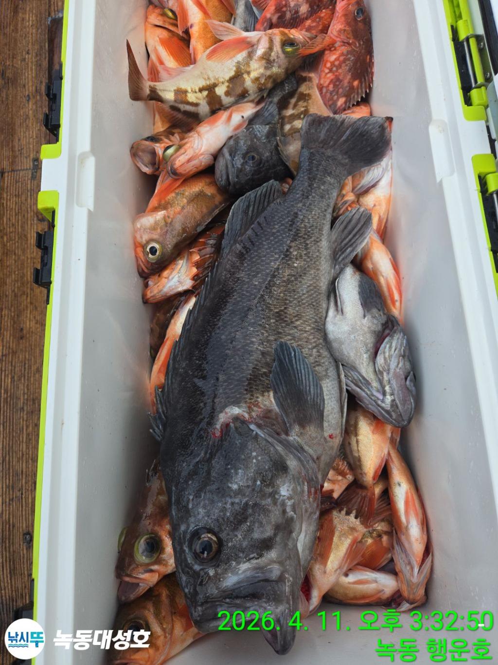 낚시뚜,우럭,열기,녹동항,녹동대성호,낚시뚜38