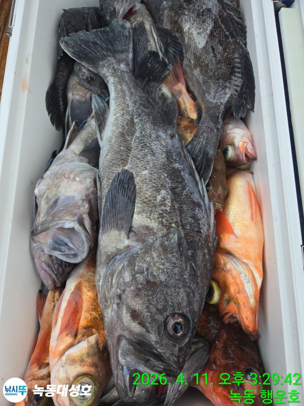 낚시뚜,우럭,열기,녹동항,녹동대성호,낚시뚜37