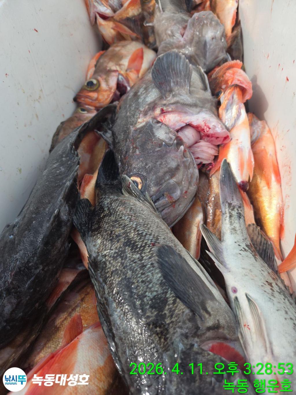 낚시뚜,우럭,열기,녹동항,녹동대성호,낚시뚜36