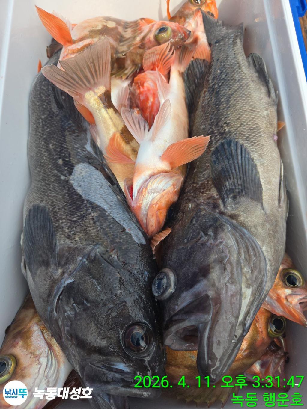 낚시뚜,우럭,열기,녹동항,녹동대성호,낚시뚜35