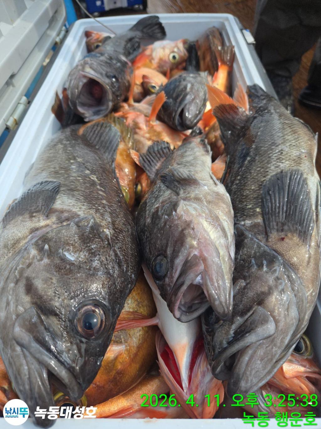 낚시뚜,우럭,열기,녹동항,녹동대성호,낚시뚜34