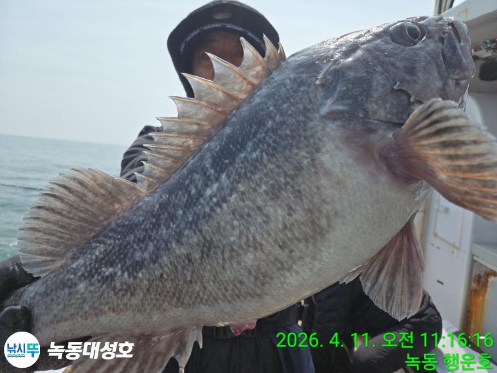 낚시뚜,우럭,열기,녹동항,녹동대성호,낚시뚜22