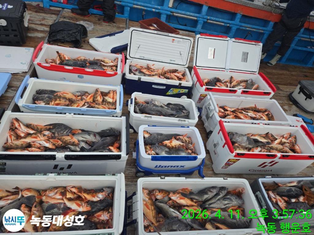 낚시뚜,우럭,열기,녹동항,녹동대성호,낚시뚜4