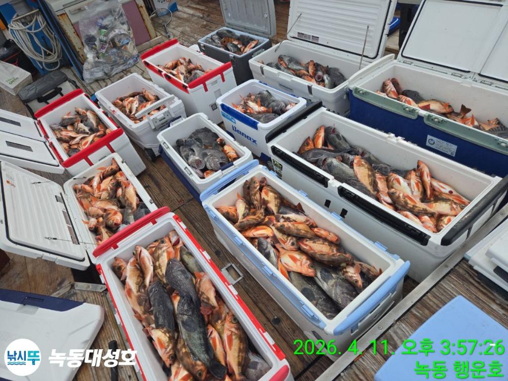 낚시뚜,우럭,열기,녹동항,녹동대성호,낚시뚜3