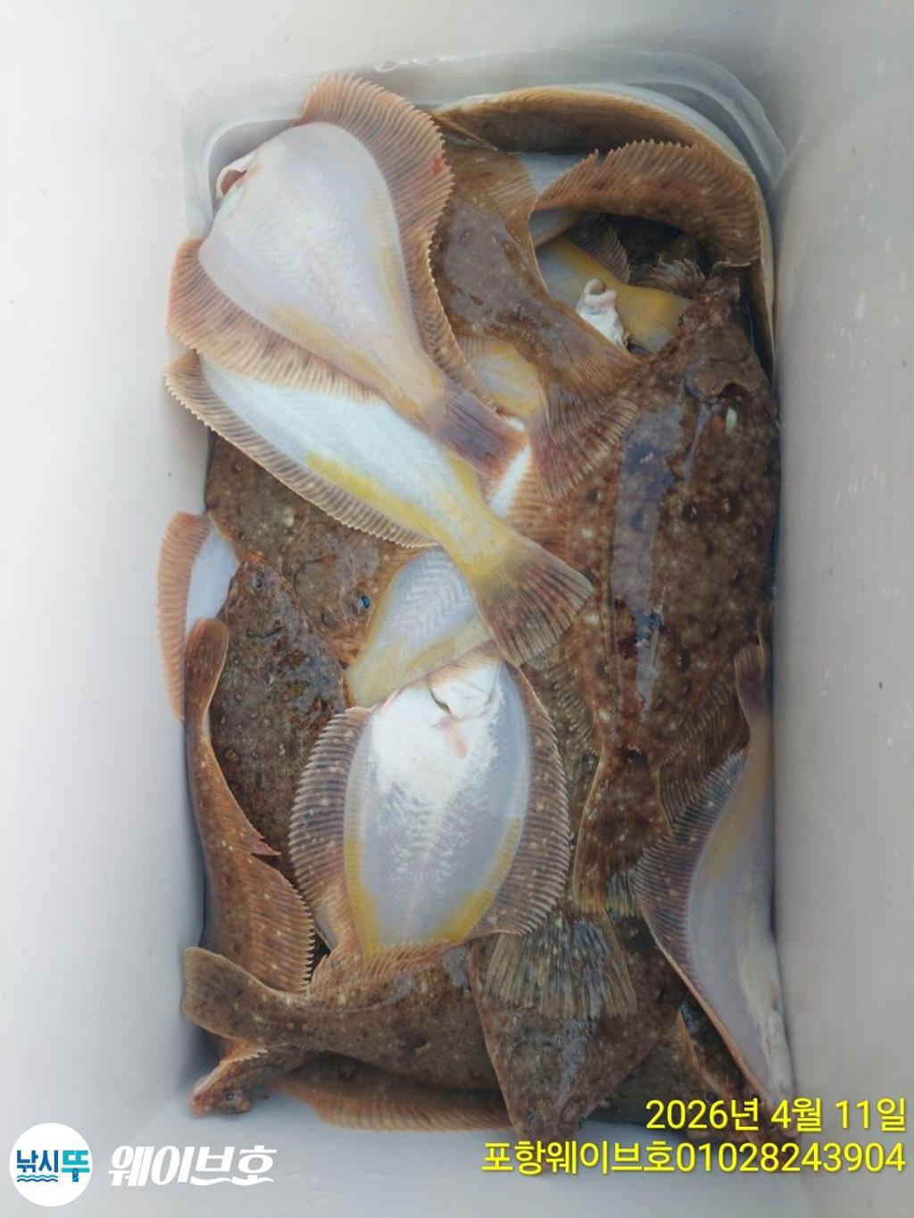 낚시뚜,도다리,가자미,구룡포항,뉴웨이브호,낚시뚜16