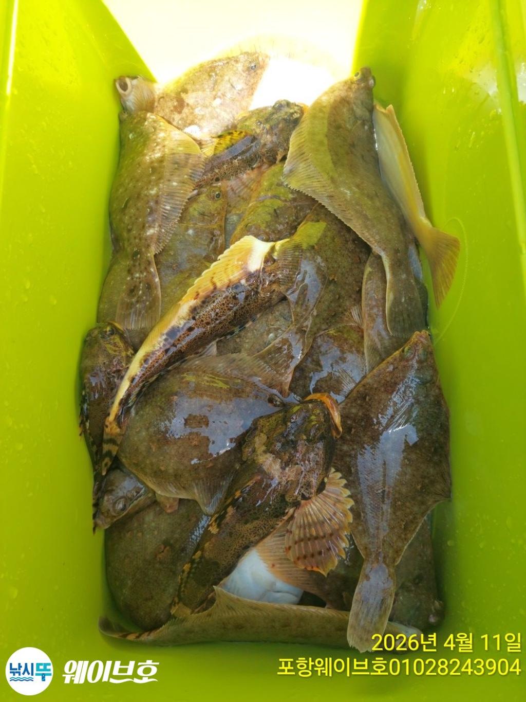 낚시뚜,도다리,가자미,구룡포항,뉴웨이브호,낚시뚜15