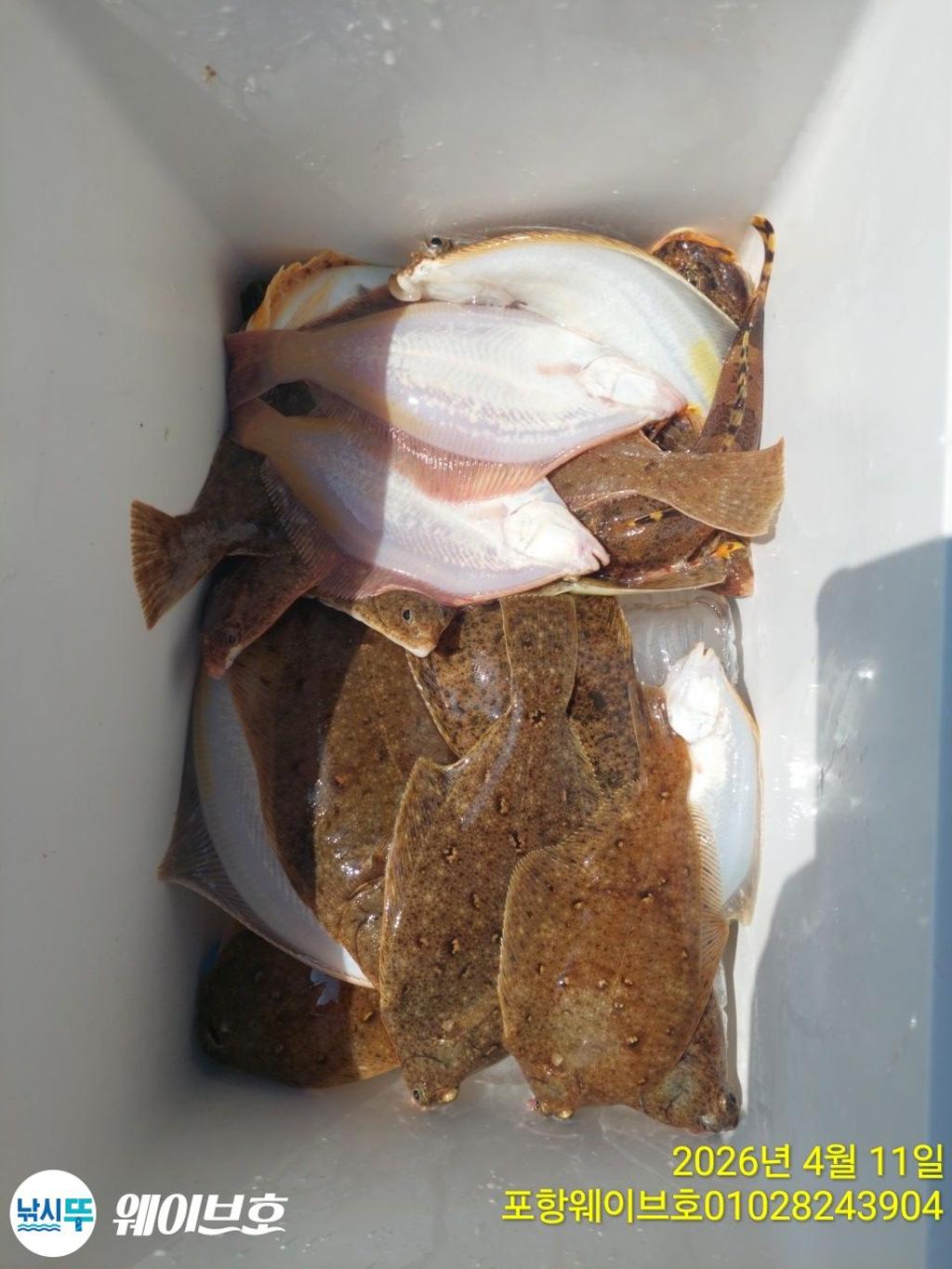 낚시뚜,도다리,가자미,구룡포항,뉴웨이브호,낚시뚜14