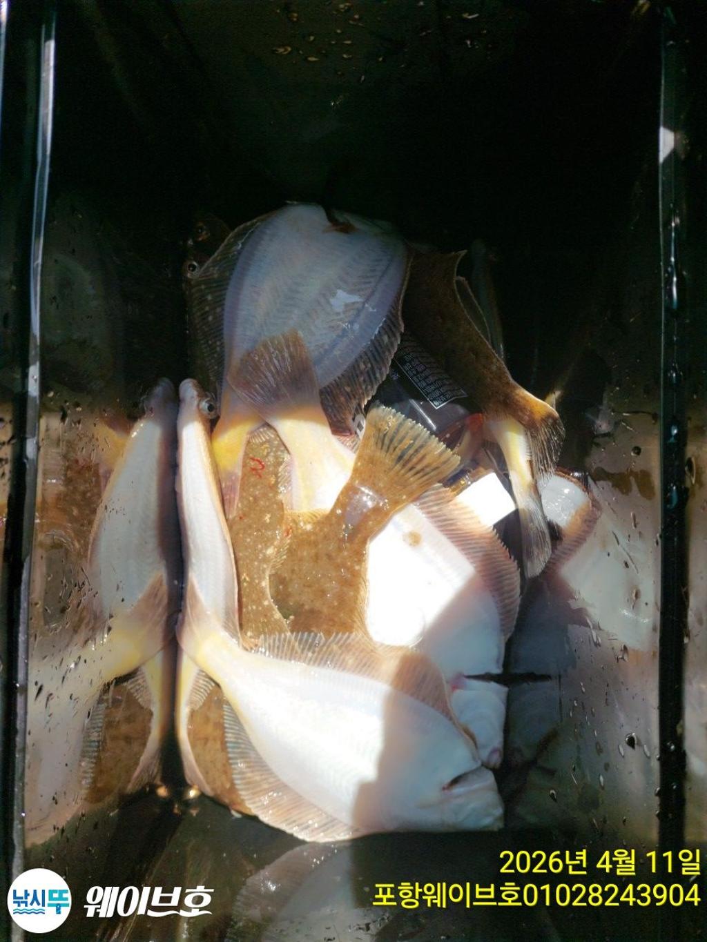 낚시뚜,도다리,가자미,구룡포항,뉴웨이브호,낚시뚜12